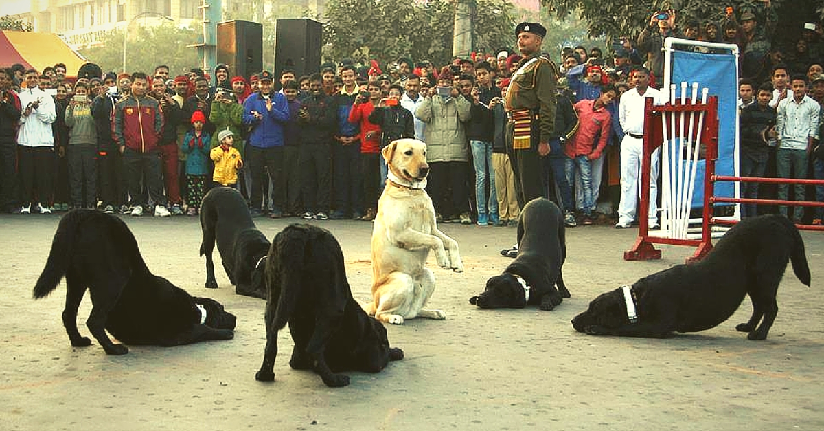 26 years in dog years