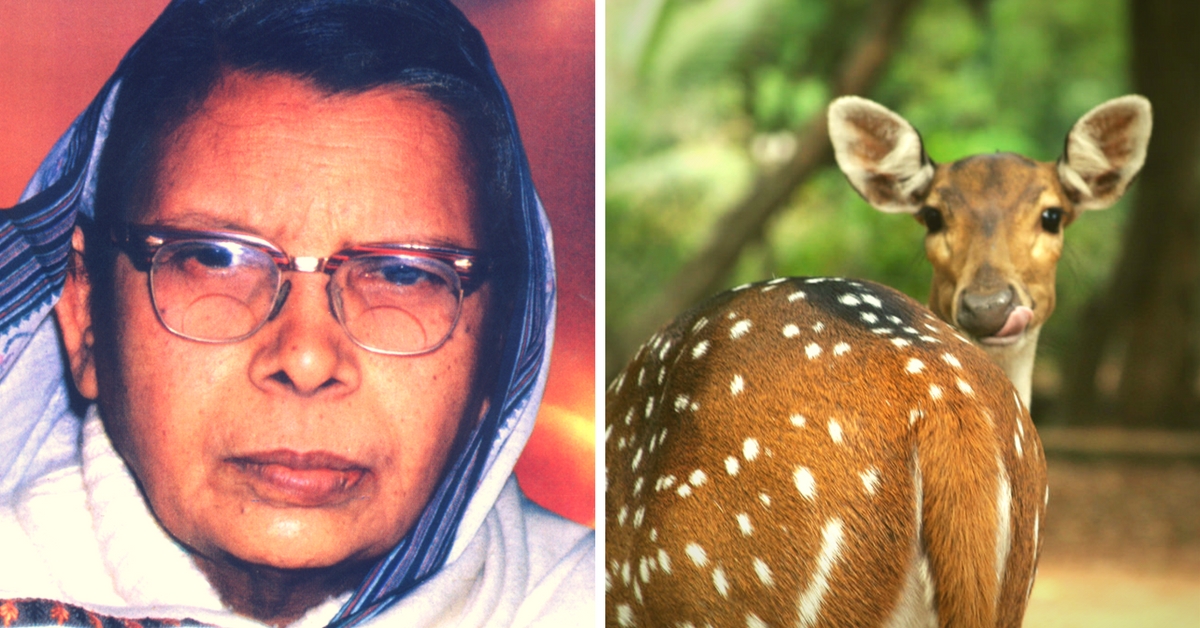 5 Beautiful Stories On Animals By Mahadevi Verma An Animal Lover stories on animals by mahadevi verma