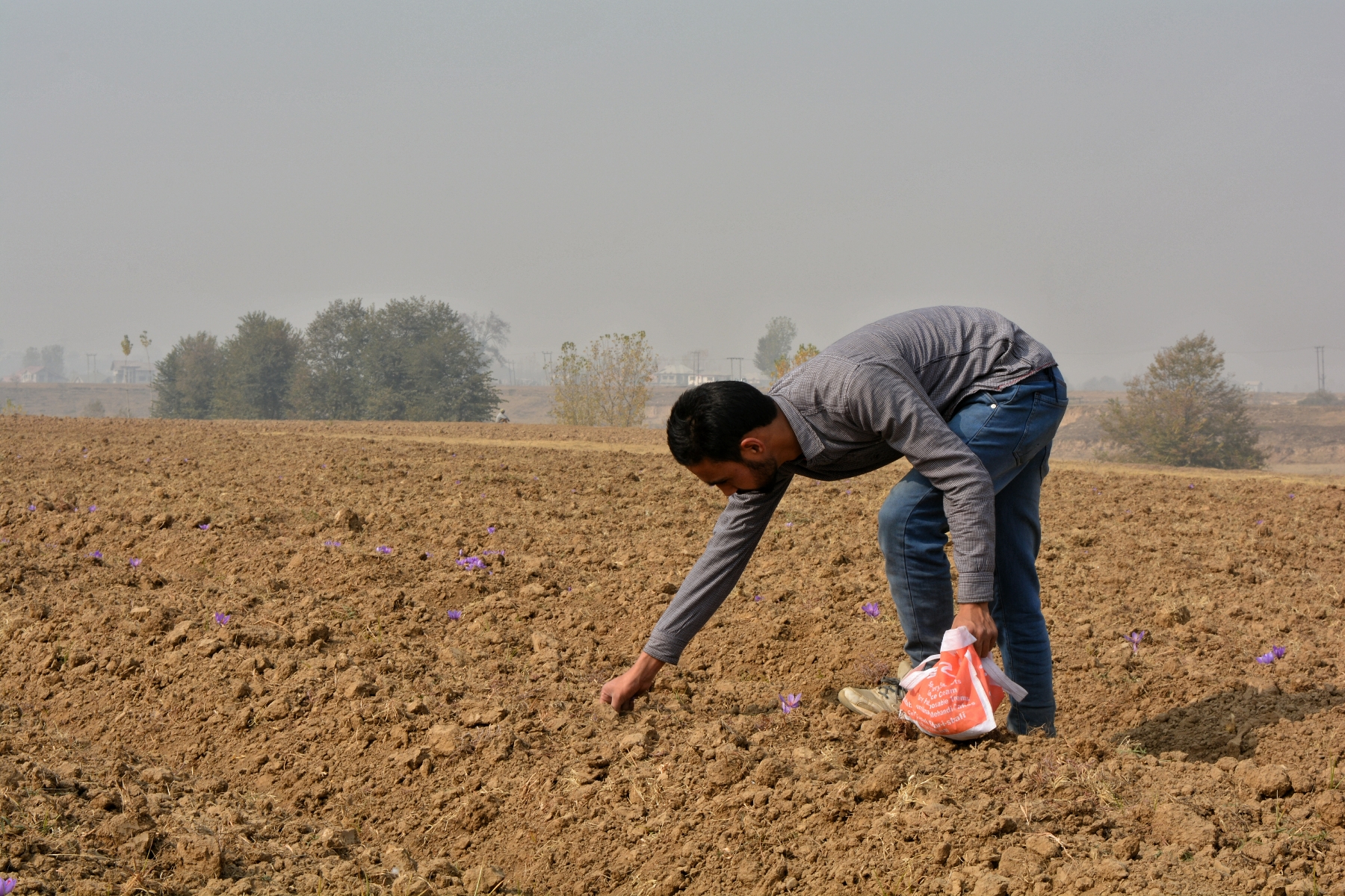 Collecting the saffron harvest. Image by: Qazi Wasif