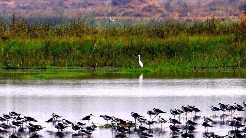 Migratory birds