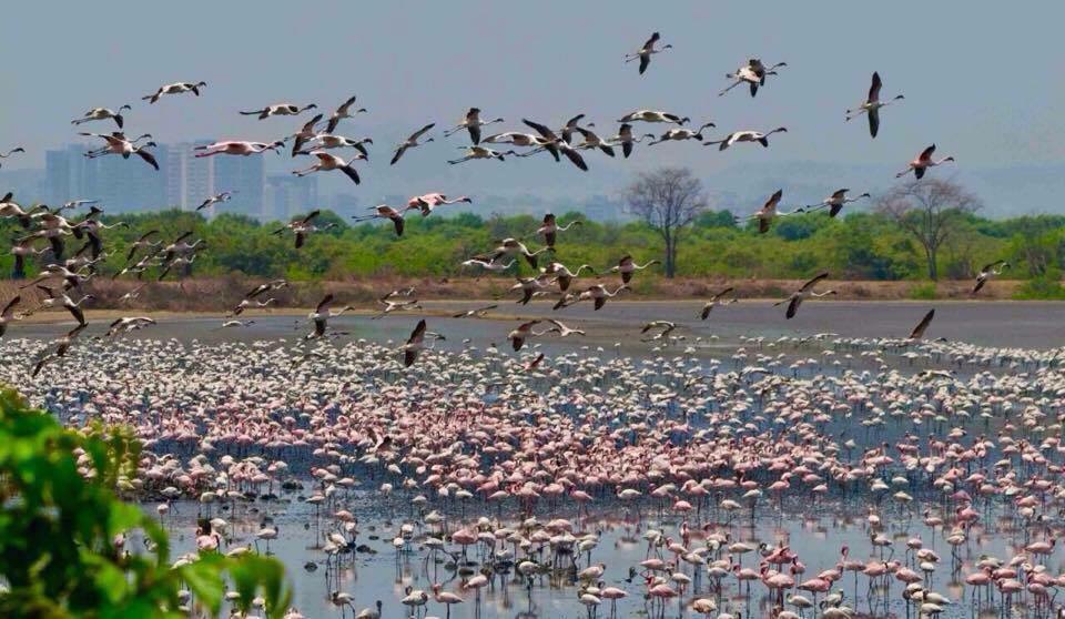 Flamingos