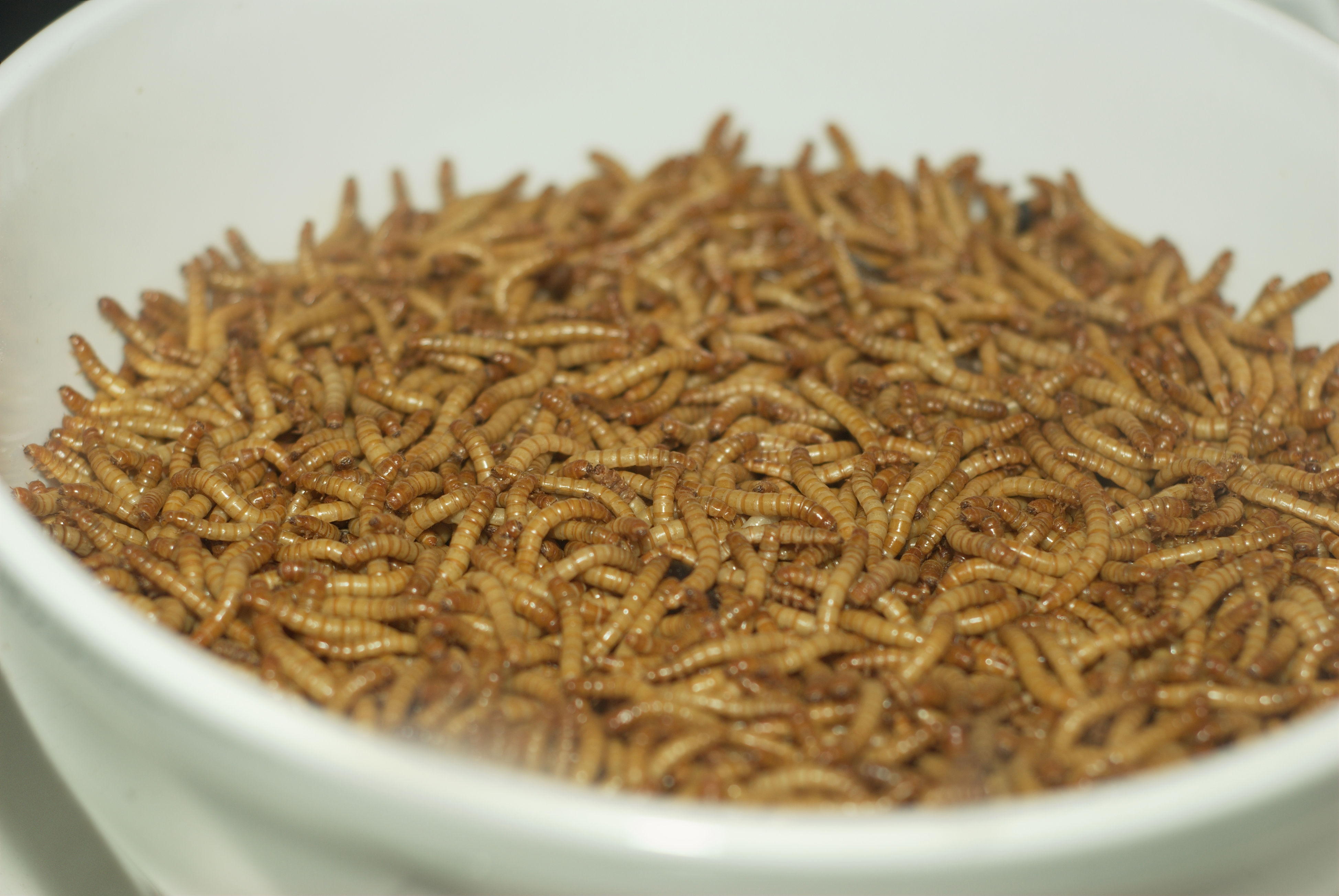 5 bugs you probably didn't know could save the environment