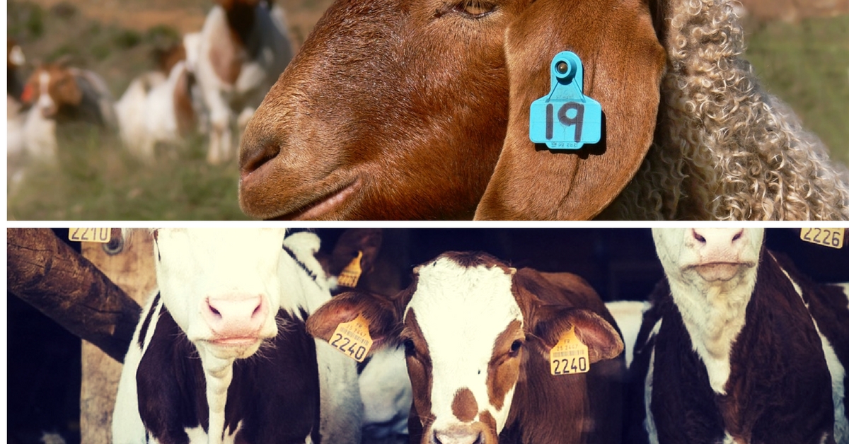 Tagging help identify livestock and maintain a database. Representative image only. Image Courtesy: Pixabay