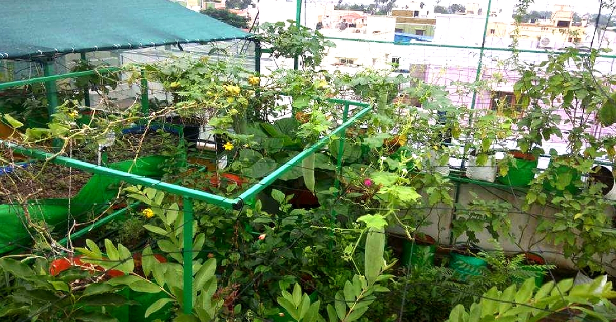Chennai Family Harvests 300 Bags Of Veggies Via Oxygen Chamber