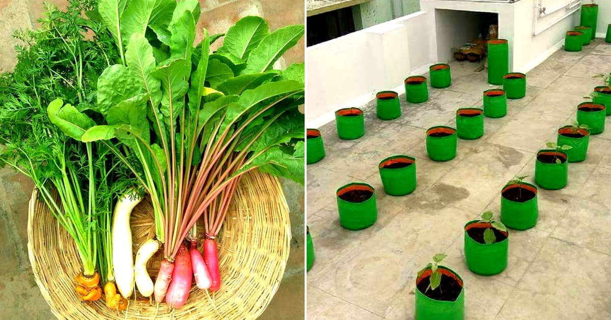At the Indra Terrace Garden, growing any vegetable requires considerable care and effort. Image Courtesy: Indra Terrace Garden, Chennai