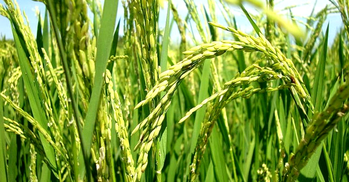 Mr Natabar Sarangi is an organic farming icon, thanks to his innovative methods. Representative image only. Image Courtesy: Wikimedia Commons.