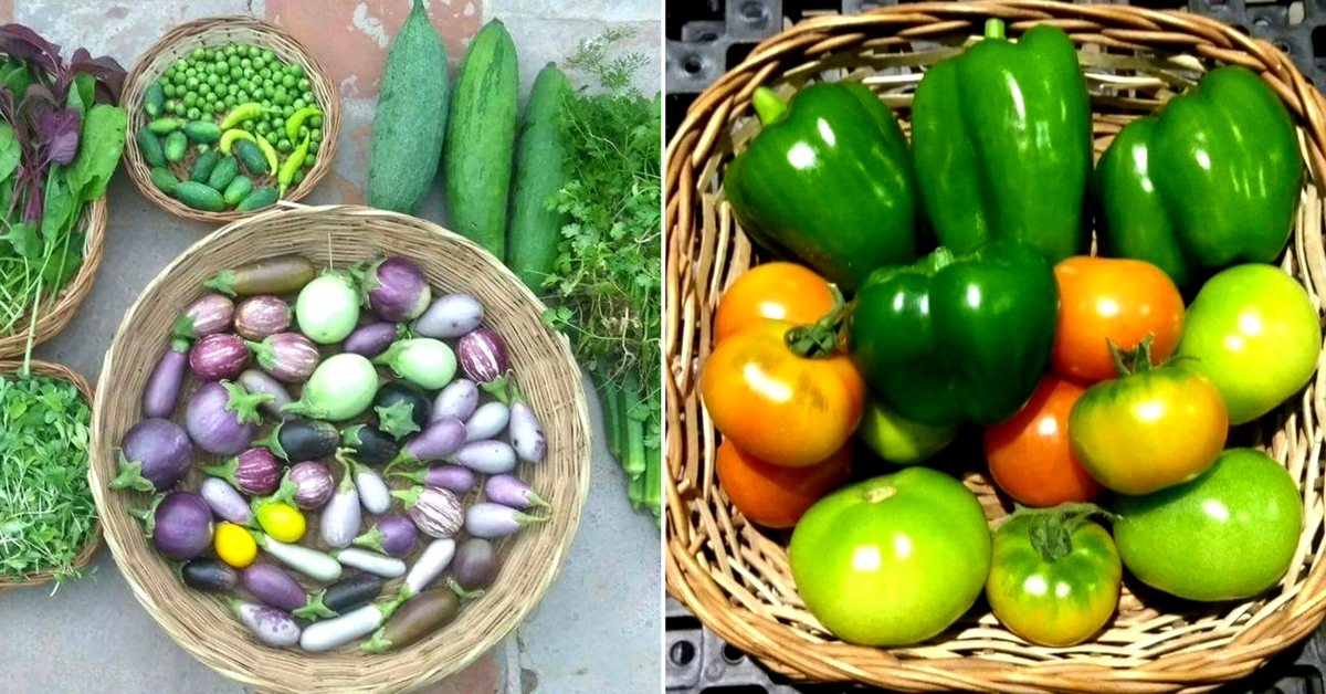The founders of the Indra Terrace Garden believe rooftop farming to be a sustainable and viable method. Image Courtesy: Indra Terrace Garden