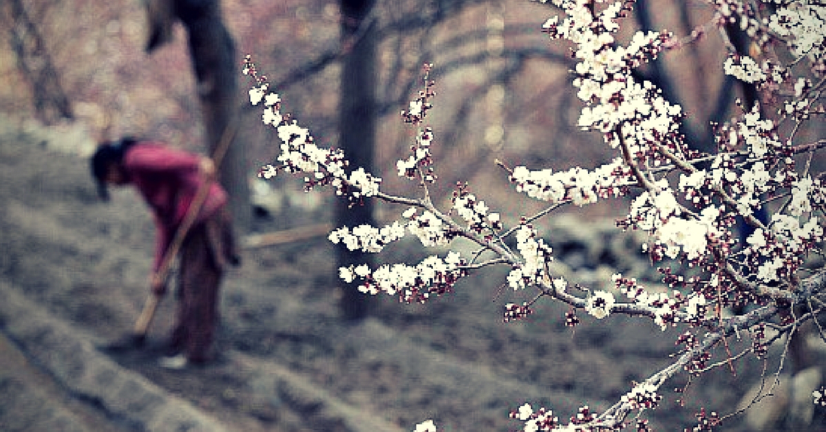 Video The Sight of These Apricots Blooming in Ladakh Will Leave You