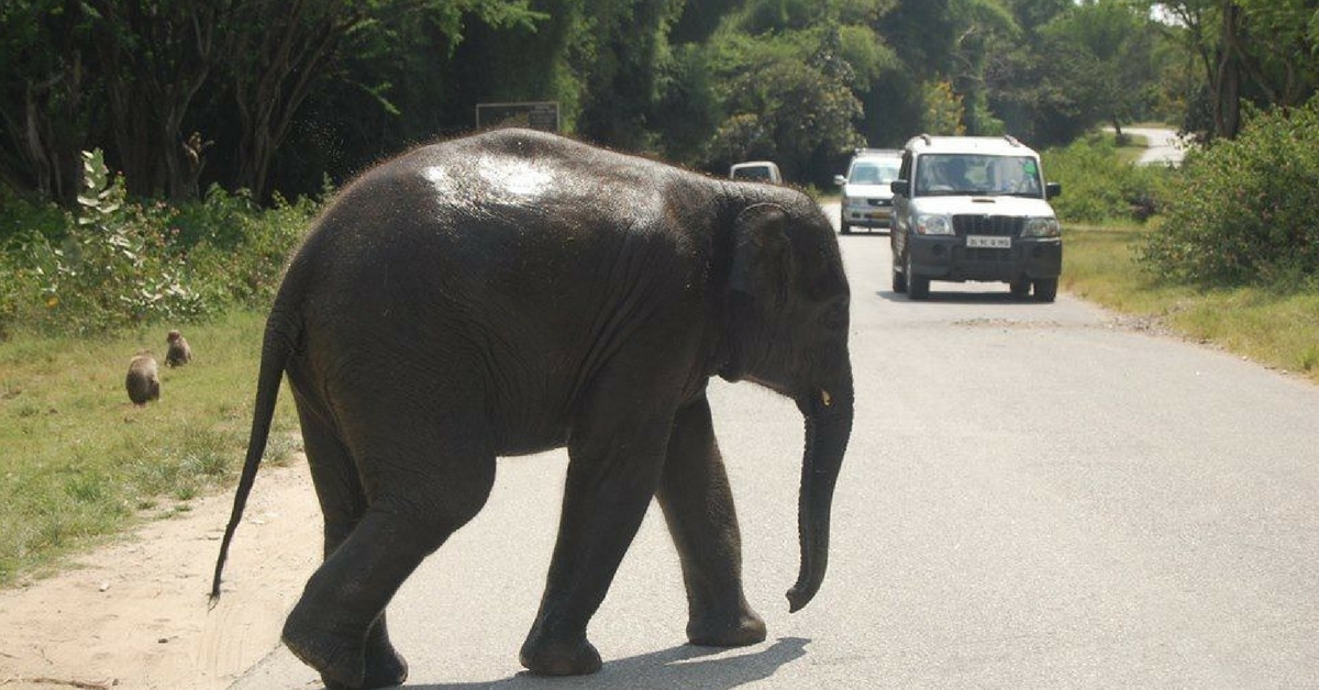Road passing through Nagarhole. (Source: Facebook/Wayanad)