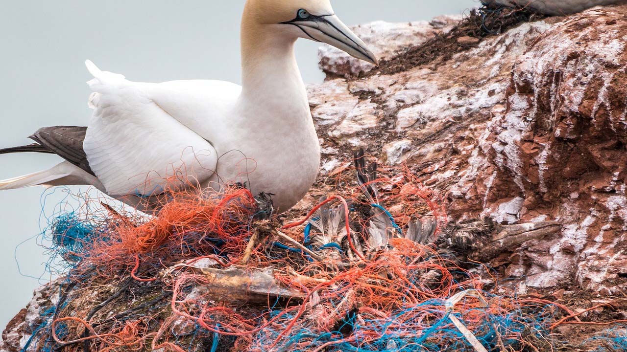 almitra seabird