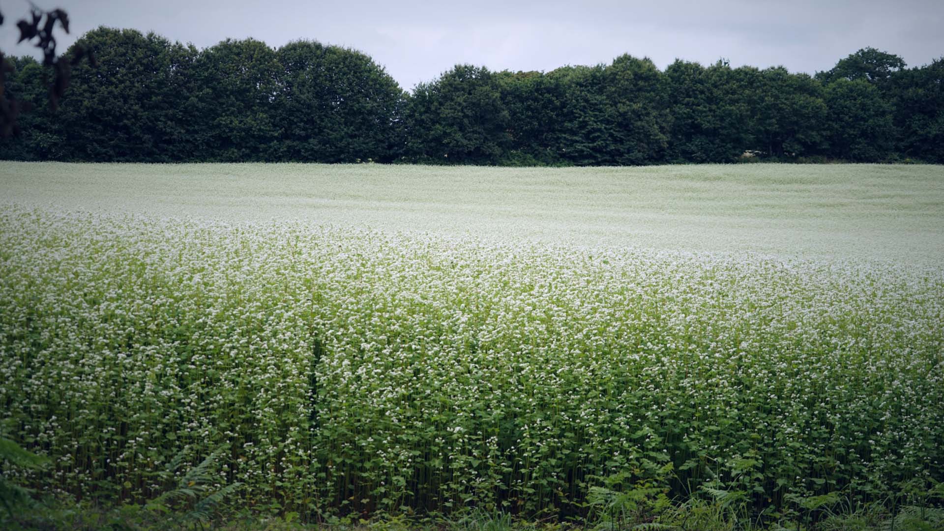 y buckwheat 2