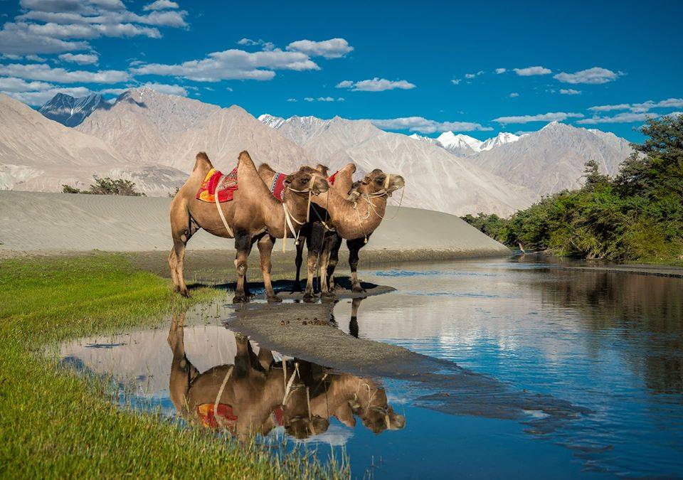 Bactrian Camel in the picturesque Nubra Valley. (Source: Facebook/Visit Ladakh)