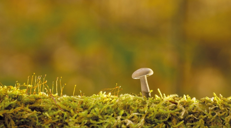 Fungi plants Indian scientists