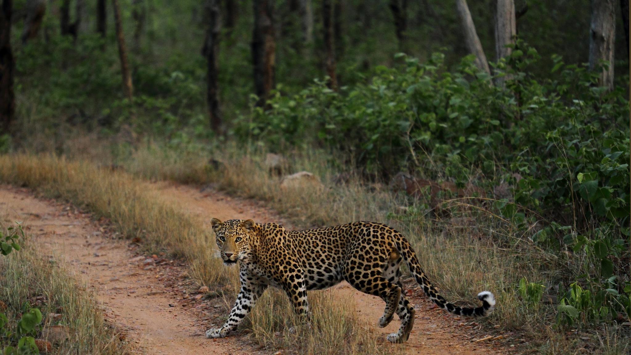 Panna tiger reserve