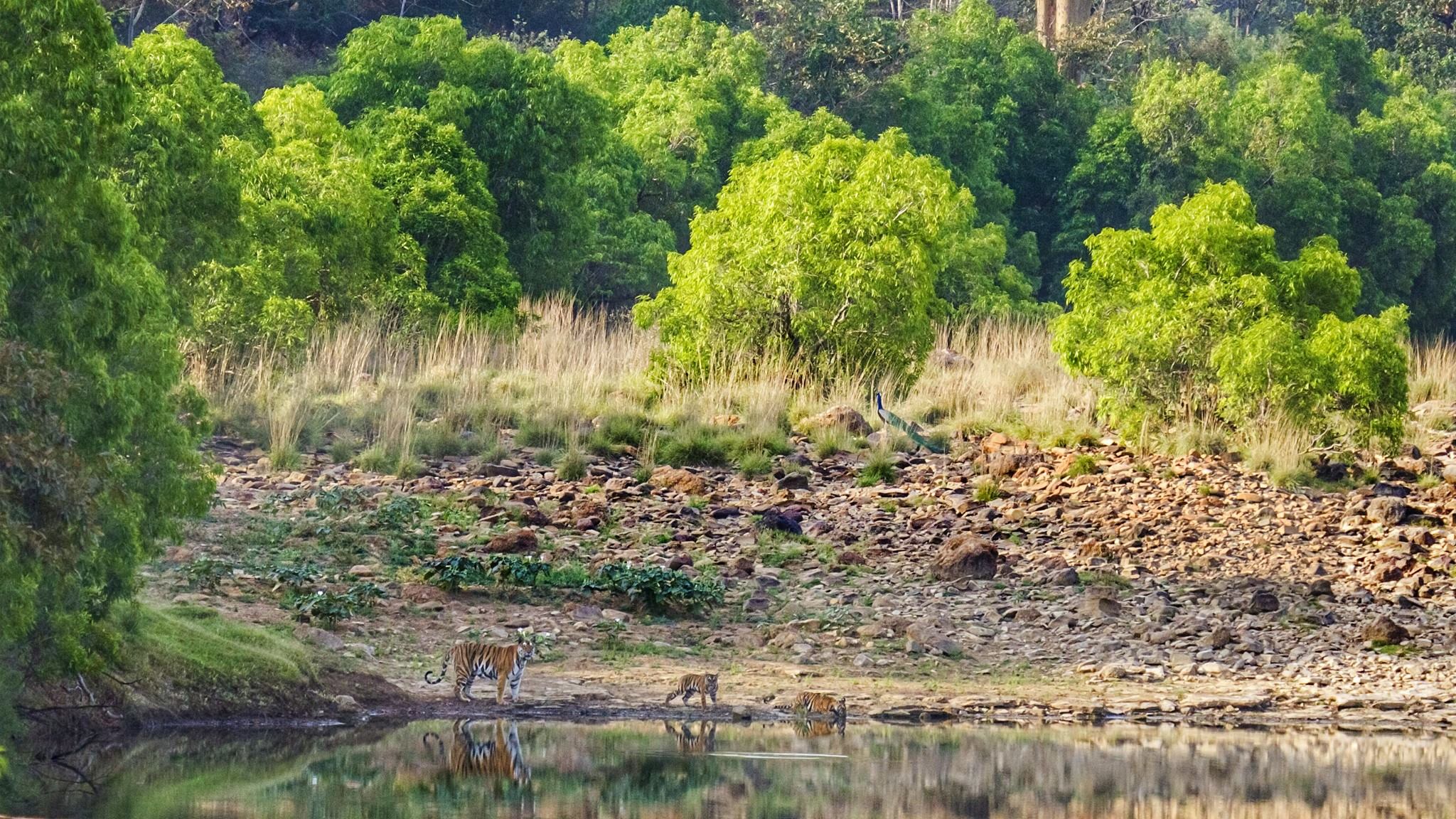 Panna tiger reserve