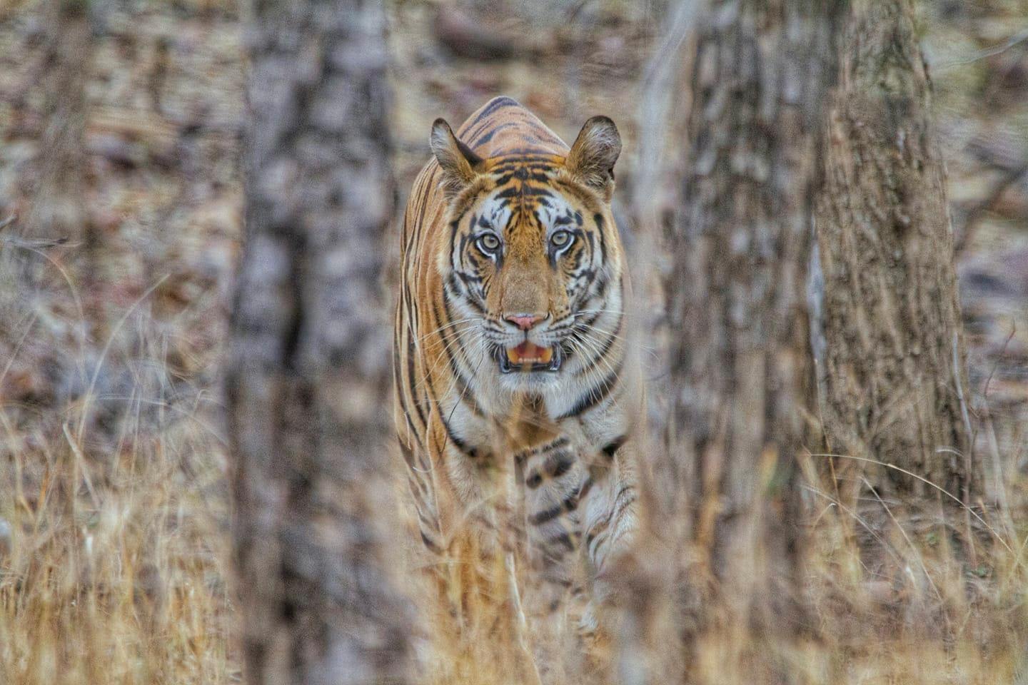 Panna tiger reserve