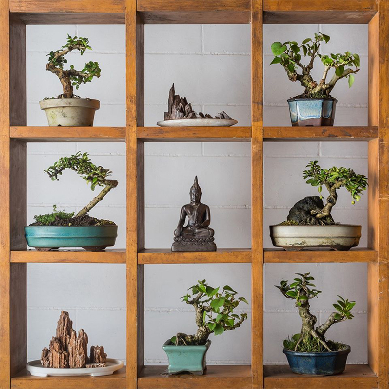 Bonsai making workshop Bonsai making workshop