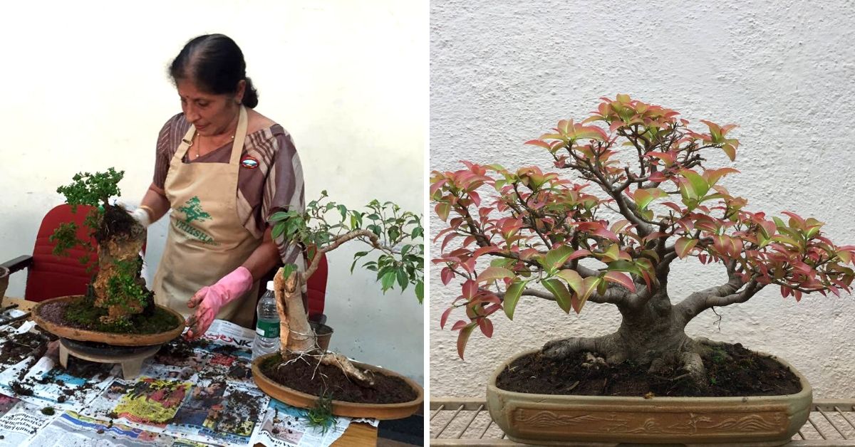 This Weekend, Learn The Basics of Bonsai in Bengaluru in Just 4 Hours