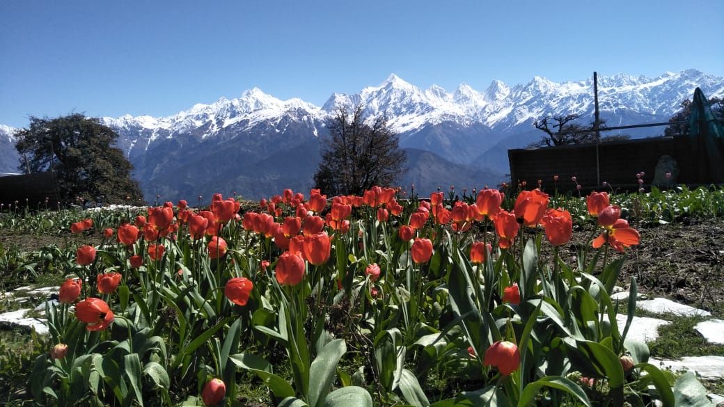 Tulip