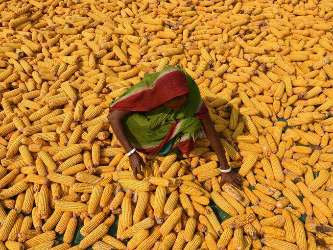 Farmers