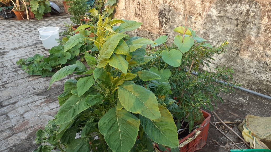 Terrace garden