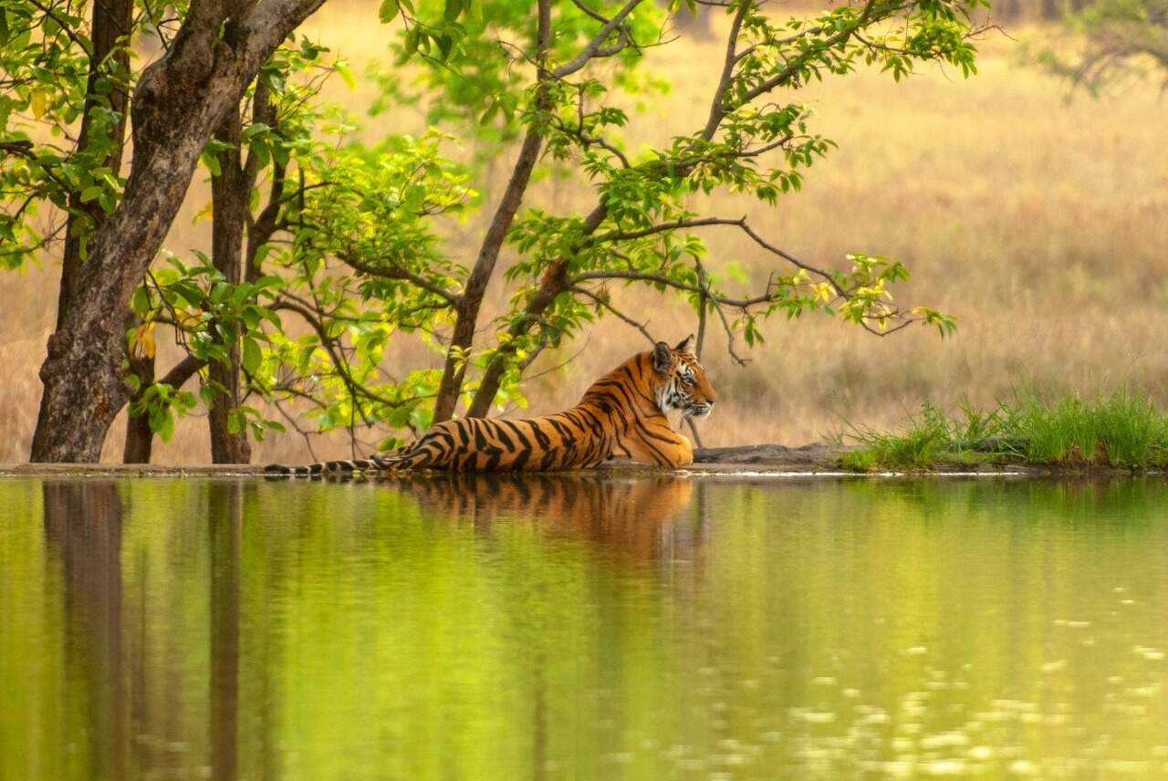 Ranthambhore
