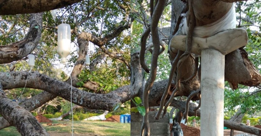 Banyan