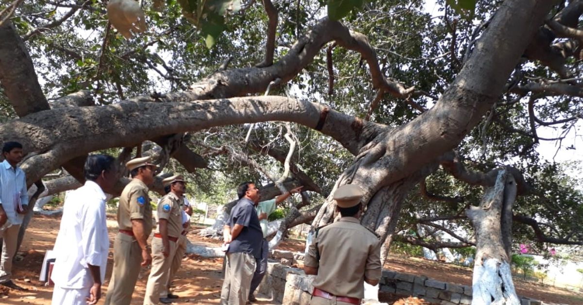 Banyan