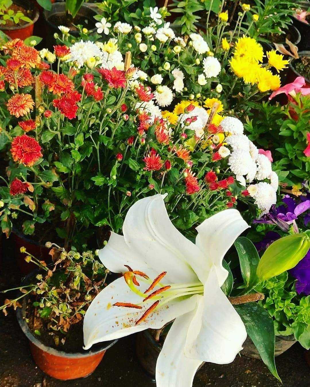 growing 700 plants