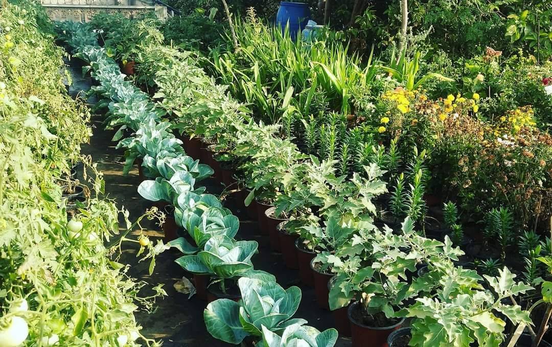 growing 700 plants