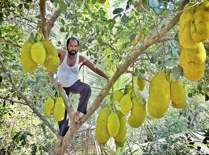 'King Of Jackfruits', Ratnagiri farmer grows 75 varieties of fruit in his farm - Vimarsana News