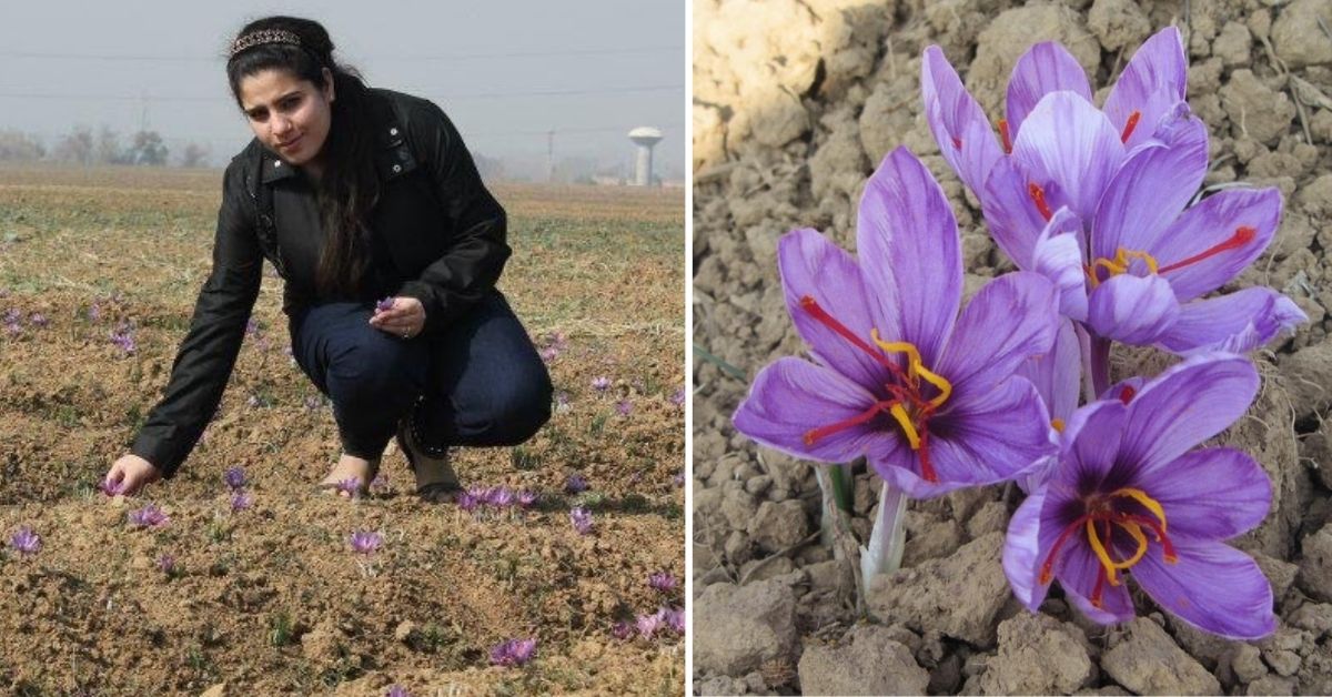 Mongra to Zarda, This Kashmir Family Has Been Cultivating Organic Saffron for Over 50 Years - Vimarsana News